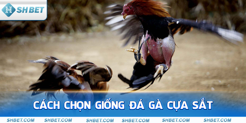 Giống Đá Gà Cựa Sắt Và Những Điều Cần Biết - cufela