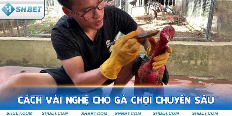 Đá Gà SHBET - Giải Trí Đỉnh Cao Với Những Trận Đấu Hấp Dẫn - cufela
