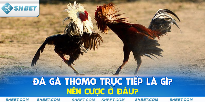Đá Gà SHBET - Giải Trí Đỉnh Cao Với Những Trận Đấu Hấp Dẫn - cufela