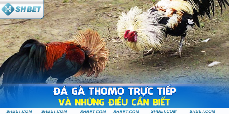 Đá Gà Thomo Trực Tiếp Là Gì? Nên Cược Ở Đâu? - cufela
