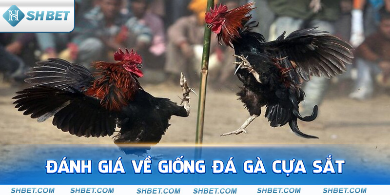 Giống Đá Gà Cựa Sắt Và Những Điều Cần Biết - cufela