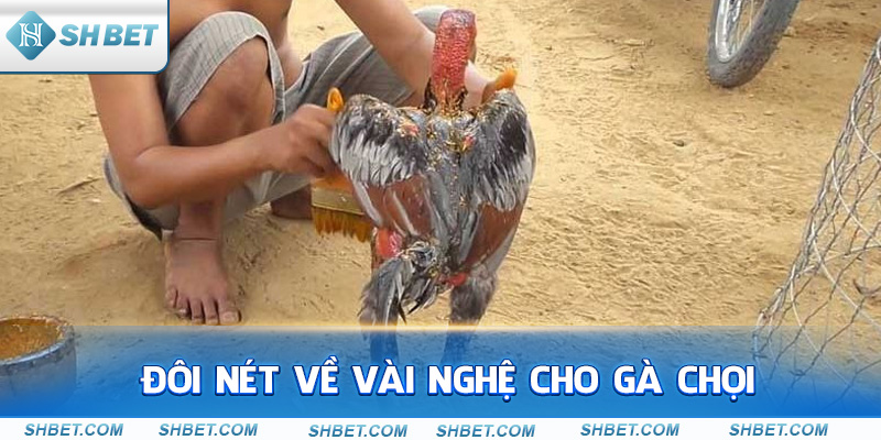 Hướng Dẫn Cách Vào Nghệ Cho Gà Chọi Chuyên Sâu - cufela