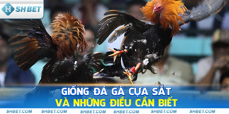 Đá Gà SHBET - Giải Trí Đỉnh Cao Với Những Trận Đấu Hấp Dẫn - cufela