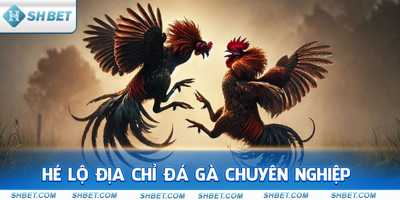 Thuật Ngữ Đá Gà Online | Cẩm Nang Dành Cho Mọi Tân Binh - cufela