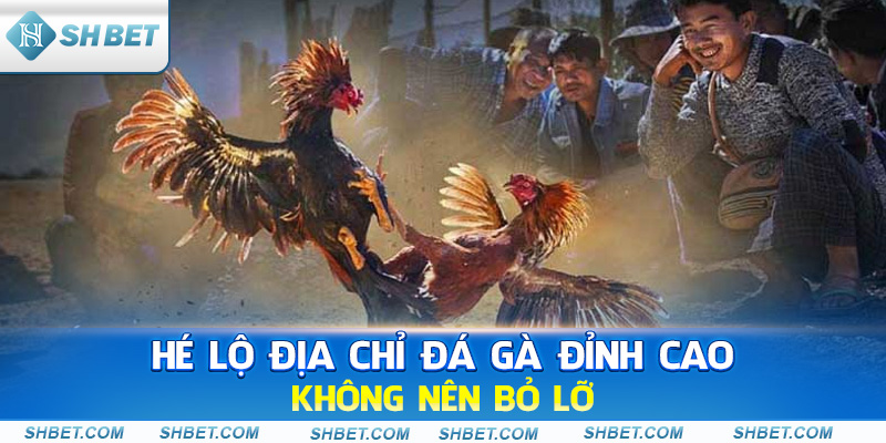 Đá Gà Thomo Trực Tiếp Là Gì? Nên Cược Ở Đâu? - cufela