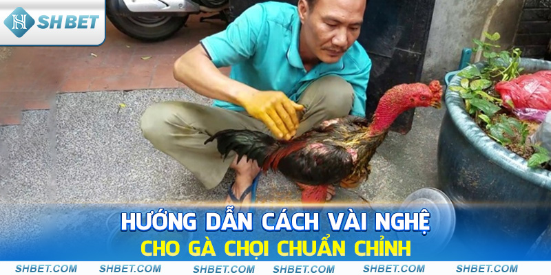 Hướng Dẫn Cách Vào Nghệ Cho Gà Chọi Chuyên Sâu - cufela