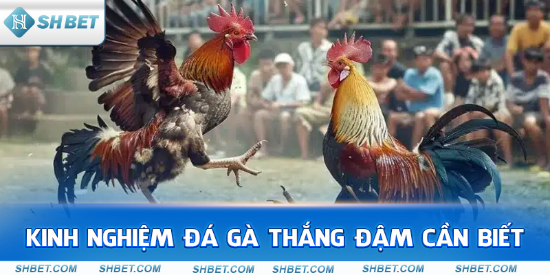 Đá Gà Thomo Trực Tiếp Là Gì? Nên Cược Ở Đâu? - cufela