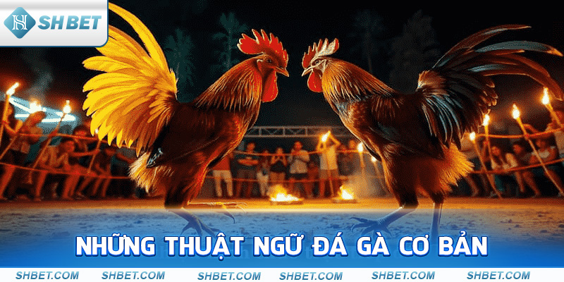 Thuật Ngữ Đá Gà Online | Cẩm Nang Dành Cho Mọi Tân Binh - cufela